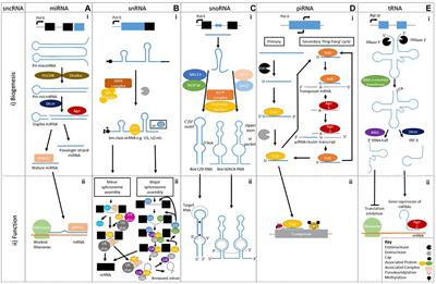 Small Non-coding RNAs: New Class of Biomarkers and Potential Therapeutic Targets in Neurodegenerative Disease